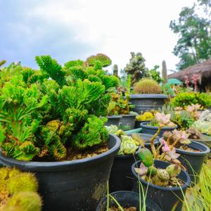 найти туры в отель Ella Flower Garden Resort отель Ella Flower Garden Resort