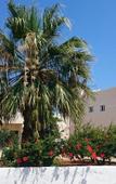Туры в отель Adonis Apartments Туры в отель Adonis Apartments