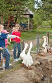 Туры в отель Country Resort Туры в отель Country Resort