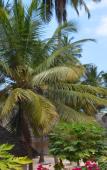 Туры в отель Coral Reef Beach Resort Туры в отель Coral Reef Beach Resort