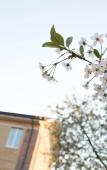Туры в отель Вишневый Сад Туры в отель Вишневый Сад