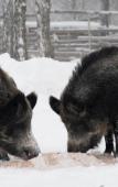 Туры в отель La Ferme de Reve Туры в отель La Ferme de Reve