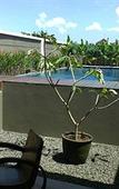Туры в отель Svarna Hotel Sanur Туры в отель Svarna Hotel Sanur