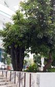 Туры в отель Anahtar Apart Hotel Туры в отель Anahtar Apart Hotel