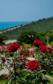 Туры в отель Elka Hills Hotel Туры в отель Elka Hills Hotel