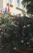 Туры в отель Narcis Apart Hotel Туры в отель Narcis Apart Hotel