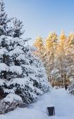 Туры в отель Санаторий Русский Лес Туры в отель Санаторий Русский Лес