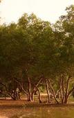 Туры в отель The Mangrove by Blu Monkey Туры в отель The Mangrove by Blu Monkey