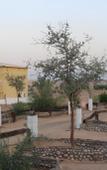 Туры в отель Golden Palm Oasis Туры в отель Golden Palm Oasis