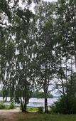 Туры в отель База отдыха Светлячок (Сайма) Туры в отель База отдыха Светлячок (Сайма)