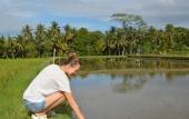 Туры в отель Korurua Dijiwa Ubud Туры в отель Korurua Dijiwa Ubud