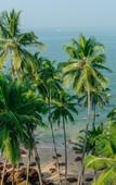 Туры в отель Club Palolem Туры в отель Club Palolem