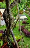 Туры в отель Sari Villa Ubud Туры в отель Sari Villa Ubud
