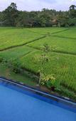 Туры в отель Byasa Ubud Туры в отель Byasa Ubud