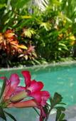 Туры в отель Villa Bali Asri Batubelig Туры в отель Villa Bali Asri Batubelig