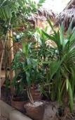 Туры в отель Ruan Mai Naiyang Beach Resort Туры в отель Ruan Mai Naiyang Beach Resort