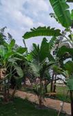 Туры в отель White Tree Resort Туры в отель White Tree Resort