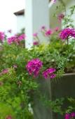 Туры в отель Clove Villa Туры в отель Clove Villa