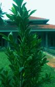 Туры в отель Villa Ananthaya Туры в отель Villa Ananthaya