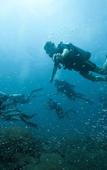 Туры в отель Tilar Siro Andamans - CGH Earth Туры в отель Tilar Siro Andamans - CGH Earth