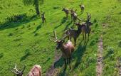 Туры в отель Maralnik Altai Palace Hotel Туры в отель Maralnik Altai Palace Hotel
