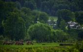 Туры в отель Maralnik Altai Palace Hotel Туры в отель Maralnik Altai Palace Hotel