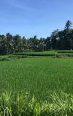Туры в отель Puri Raya Villa Ubud Туры в отель Puri Raya Villa Ubud