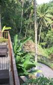 Туры в отель Puri Raya Villa Ubud Туры в отель Puri Raya Villa Ubud