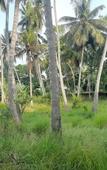Туры в отель Anuradhapura Kingdom View Resort Туры в отель Anuradhapura Kingdom View Resort