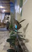 Туры в отель Dolon House Guest House Туры в отель Dolon House Guest House