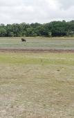Туры в отель Seth Dev Lagoon Chalets Kalpitiya Туры в отель Seth Dev Lagoon Chalets Kalpitiya