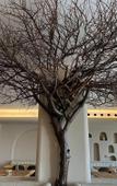 Туры в отель Dibba Sea View Hotel by AMA Pro Туры в отель Dibba Sea View Hotel by AMA Pro