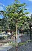 Туры в отель Wanderlust Garden Inn Туры в отель Wanderlust Garden Inn