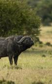 Туры в отель The Ritz-Carlton, Masai Mara Safari Camp Туры в отель The Ritz-Carlton, Masai Mara Safari Camp