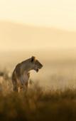 Туры в отель The Ritz-Carlton, Masai Mara Safari Camp Туры в отель The Ritz-Carlton, Masai Mara Safari Camp
