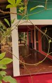Туры в отель Palitha Home Stay Туры в отель Palitha Home Stay