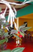Туры в отель Palitha Home Stay Туры в отель Palitha Home Stay