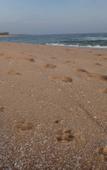 Туры в отель Seagulls Beach & Garden Cabanas Туры в отель Seagulls Beach & Garden Cabanas
