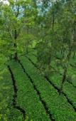 Туры в отель Dream Catcher Plantation Resort Туры в отель Dream Catcher Plantation Resort