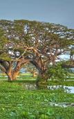 Туры в отель The Rain Tree Hotel Туры в отель The Rain Tree Hotel