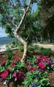 Туры в отель Girandella Tourist Village Туры в отель Girandella Tourist Village