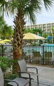 Туры в отель Sheraton Orlando Lake Buena Vista Resort Туры в отель Sheraton Orlando Lake Buena Vista Resort
