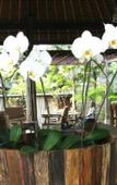 Туры в отель Villa Kayu Lama Туры в отель Villa Kayu Lama