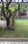 Туры в отель Puri Mandhara Lovina Туры в отель Puri Mandhara Lovina