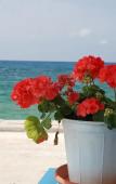 Туры в отель Socrates Apartments & Restaurant Туры в отель Socrates Apartments & Restaurant