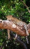 Туры в отель Mahoora - Wilpattu by Eco Team Туры в отель Mahoora - Wilpattu by Eco Team