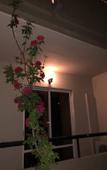 Туры в отель Jimmy's Garden Туры в отель Jimmy's Garden