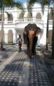 Туры в отель Bougain Villa Туры в отель Bougain Villa