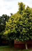 Туры в отель Our Native Village Eco Resort Туры в отель Our Native Village Eco Resort