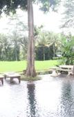 Туры в отель Umasari Rice Terrace Villa Туры в отель Umasari Rice Terrace Villa
